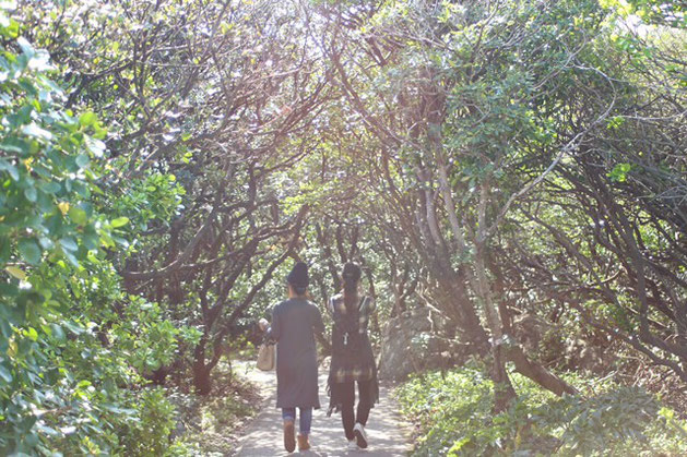 室戸「アコウの木」