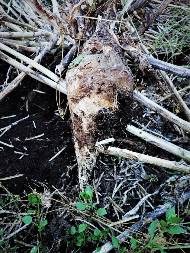 固定種・在来種のカブの種取りなどの野菜作り教室「さとやま農学校」