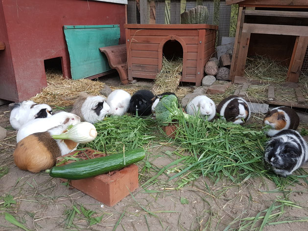 9. Meerschweinchen in ganzjähriger Aussenhaltung sollten mindestens zu viert sein und eine isolierte Schutzhütte haben, um den Winter ohne Qualen zu überstehen. 