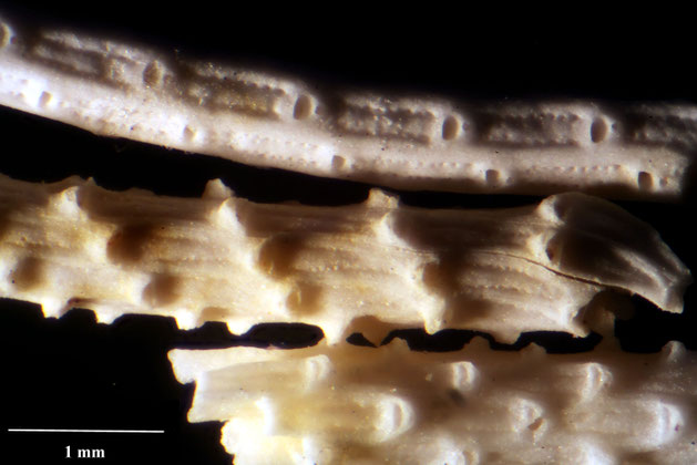 Bryozoa Art: Puncturiella exscuplta Marsson 1887 aus Bryozoen Sammlung Senckenberg Frankfurt,  CC BY:  Dr. Rainer Teubner