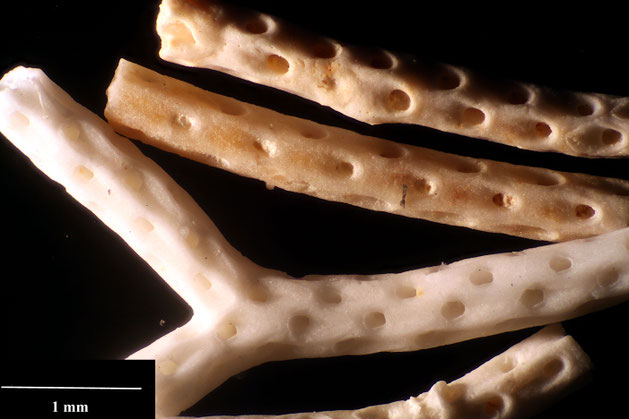 Bryozoa Art: Vincularia indistincta (Marsson 1887) aus Bryozoen Sammlung Senckenberg Frankfurt,  CC BY:  Dr. Rainer Teubner