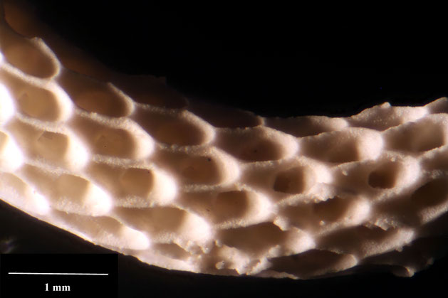 Bryozoa Art: Virgocella virgo (von Hagenow 1851) aus Bryozoen Sammlung Senckenberg Frankfurt,  CC BY:  Dr. Rainer Teubner