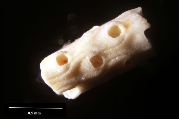 Bryozoa Art: Vincularia lanceolata Voigt 1962 aus Bryozoen Sammlung Senckenberg Frankfurt,  CC BY:  Dr. Rainer Teubner