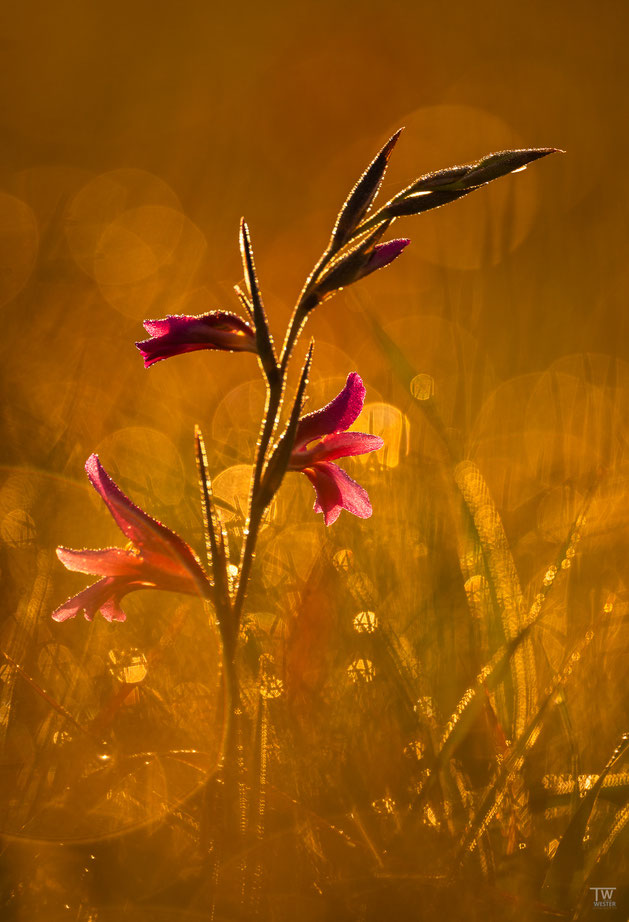 16 Wiederum eine ganz andere Form…