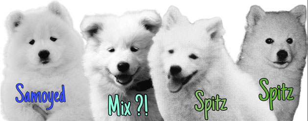 Difference German Spitz Samoyed puppies 