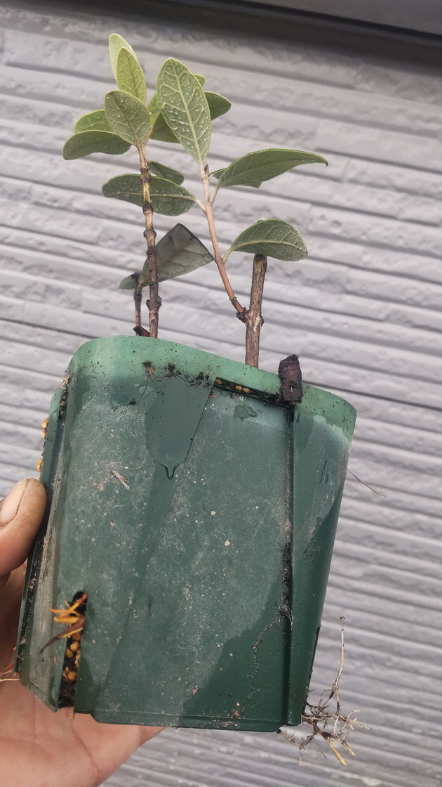 楓*様 フェイジョア ホワイトグース 挿し木苗 楓*様 フェイジョア ホワイトグース 挿し木苗 フェイジョアの挿し木苗