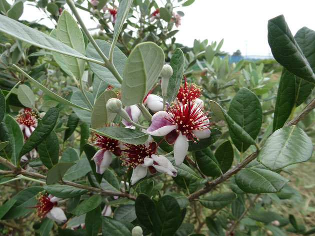 T*i様 フェイジョア ホワイトグース 挿し木苗 T*i様 フェイジョア ホワイトグース 挿し木苗 フェイジョアの挿し木の