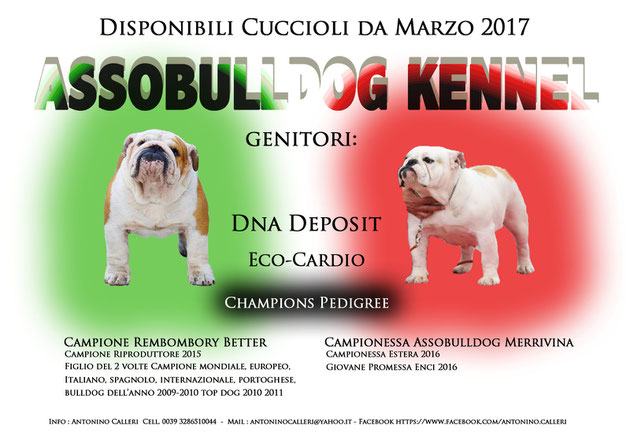 Assobulldog Kennel Allevamento Assobulldog Di Antonino Calleri