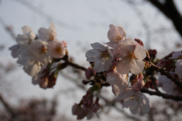 尾張旭市で2016年3月30日に撮影したソメイヨシノ。夕暮れ時の桜。綺麗な桜色の花びらですね！