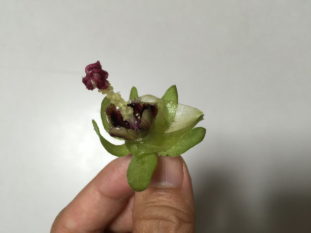 オクラの花の芯。こちらは食べません。