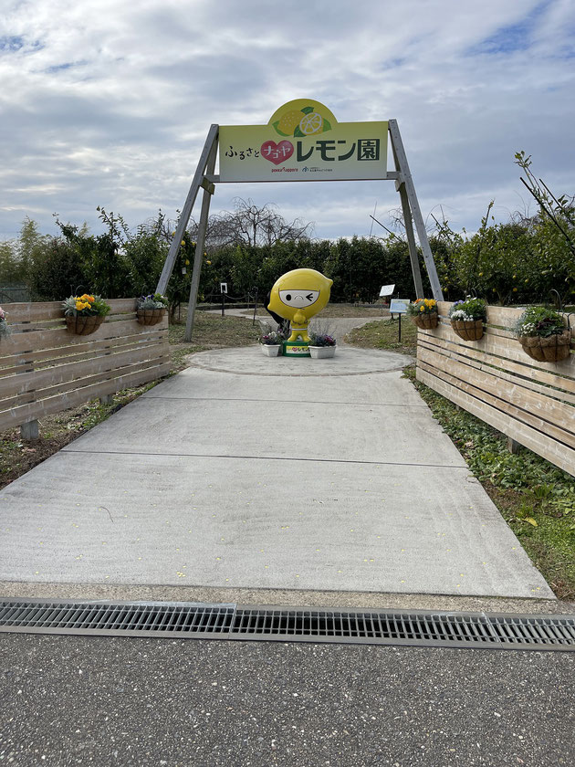 施工から4年経ったふるさと名古屋レモン園に定期訪問