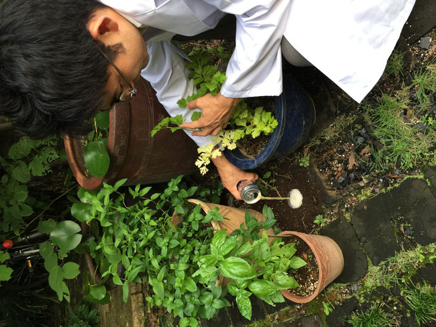 こちらの鉢ではハーブを沢山育てています。隣には食べられたバジルが・・・ここで、にっくきナメクジを迎え撃ちます。