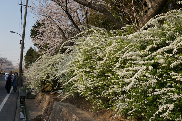 おすすめの低木　ユキヤナギ（2015.3.31撮影）