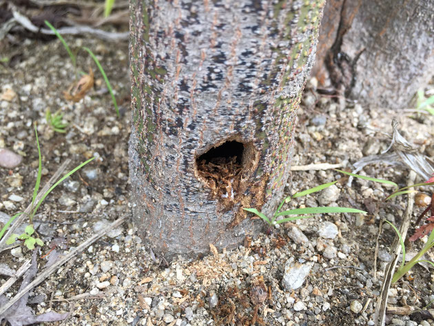 テッポウムシ モミジの幹に穴が カミキリムシの幼虫退治とその方法を実践してみた 16 6 16 洋風イングリッシュガーデン お庭リフォームは柴垣グリーンテック