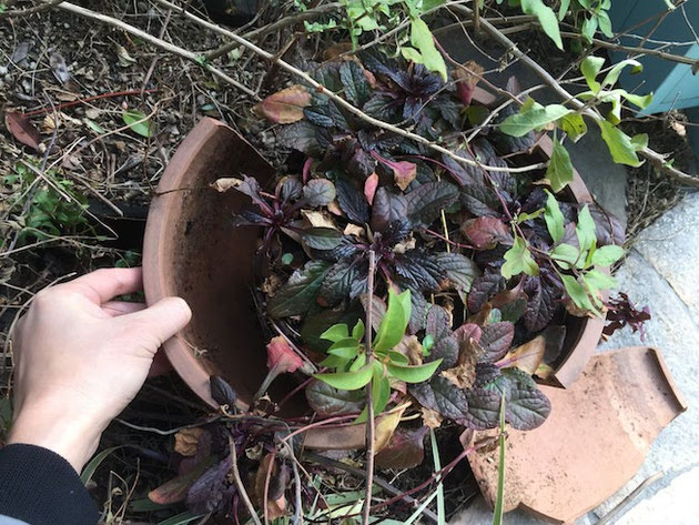 テラコッタの植木鉢】割れた！何もしてないのに！植木鉢が割れた