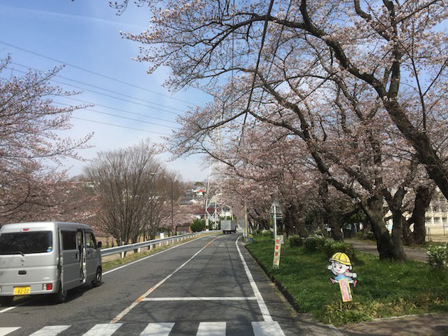 守山区雨池公園の桜は2017年4月5日で3分咲きくらい！！！