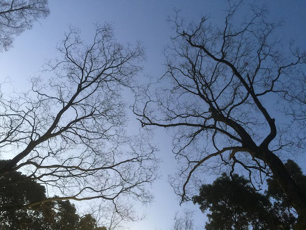 大森中央公園の朝。本当に清々しい。