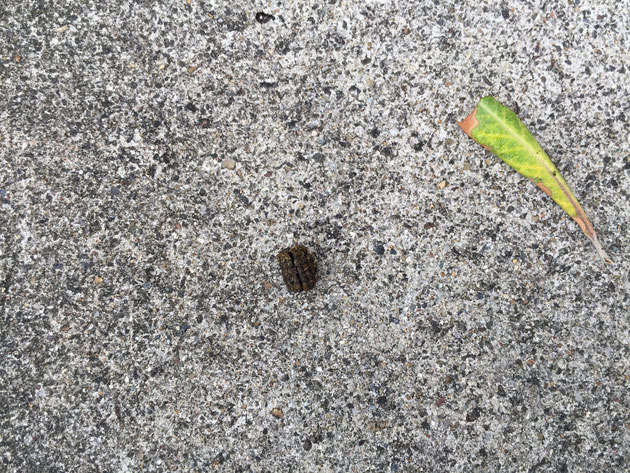 コンクリートに落ちている黒い物体。規則正しい模様がついているが？これが虫のアレ『糞』です！