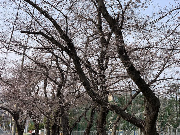 雨池公園のソメイヨシノ２０１９。蕾がふくらんできて、一部咲いている。