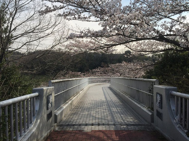 釣堀の有る池のほとりにあるソメイヨシノもまだ5分咲きくらい。ここは標高が高いのでまだもう少し後。