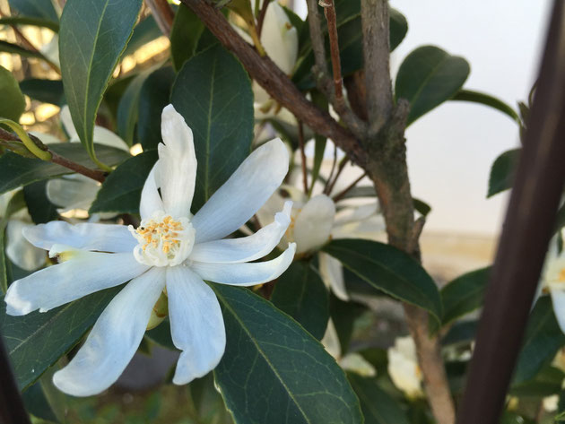 サザンカの花弁が素敵なタイプを見つけました。原種に近いタイプでしょうか？