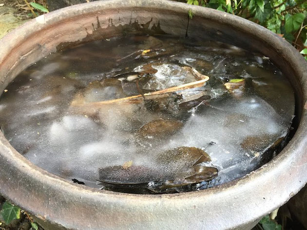 テラコッタの植木鉢】割れた！何もしてないのに！植木鉢が割れた原因は