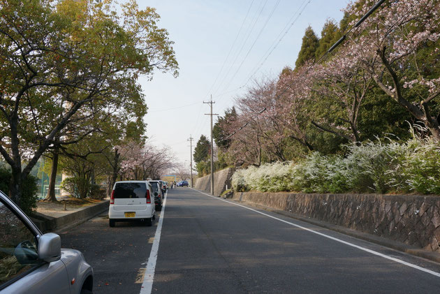 さくらまつりの際はここに屋台が沢山出る。あの雰囲気はうきうきしますよね！