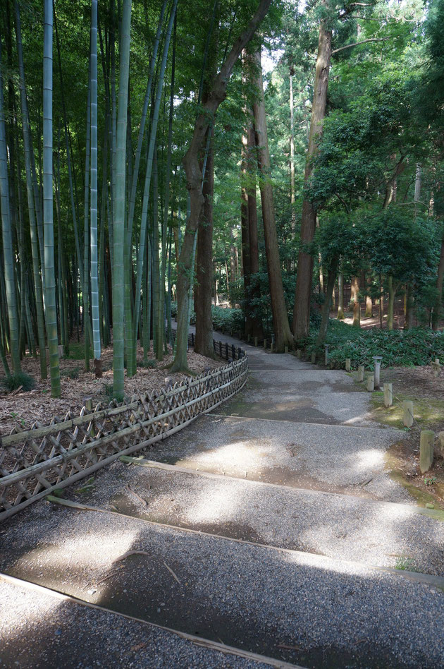 竹と杉の間を抜けて行く通路。竹も杉もそれぞれ非常に背が高いので暗い空間だが、植物のエネルギーがあふれているように感じてとても気持ちがよかった。