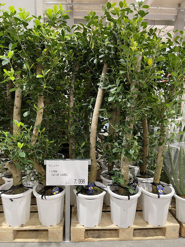 コストコの観葉植物】安いの？アマゾンと比べてみた！ 2022-4-2