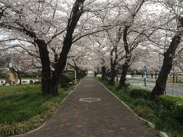 守山区雨池公園のソメイヨシノ。2018/3/27　9分咲きくらい？