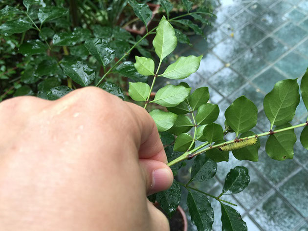 シマトネリコの裏にくっついて食事中の彼。