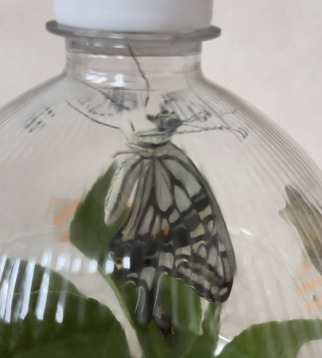ペットボトルの中で羽化したアゲハ蝶。右隣に脱皮したさなぎが見える。
