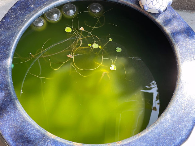 水連鉢がある！この中にメダカはいるのか！？