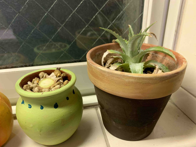 パイナップルを鉢に植えてみました！