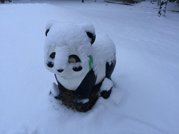 2016年1月20日の大雪のため公園で凍えているパンダちゃん。