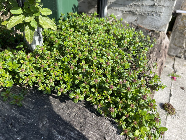 アジュガ】紫色の花が咲き始めました！魅力はカラーリーフ