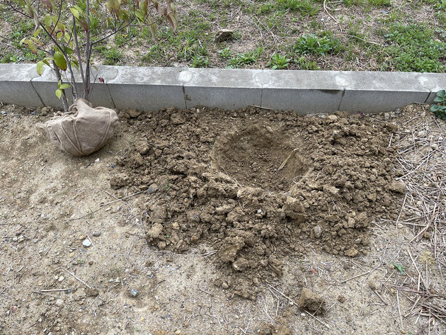 場所を決めて植木の根鉢が入る穴を掘る