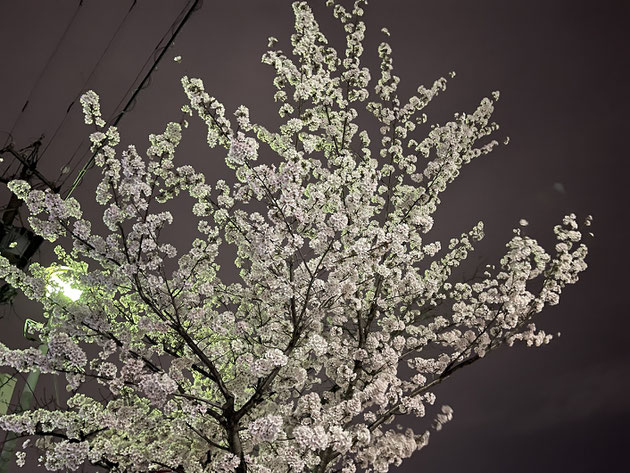 城山公園の夜桜。2022年3月31日ほぼ満開です