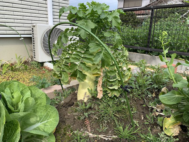 お客様の家庭菜園ですごく立派に育った大根