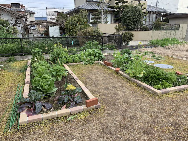 家庭菜園 オススメ 庭に畑があると超新鮮野菜が食べられる 19 3 13 洋風イングリッシュガーデン お庭リフォームは柴垣グリーンテック