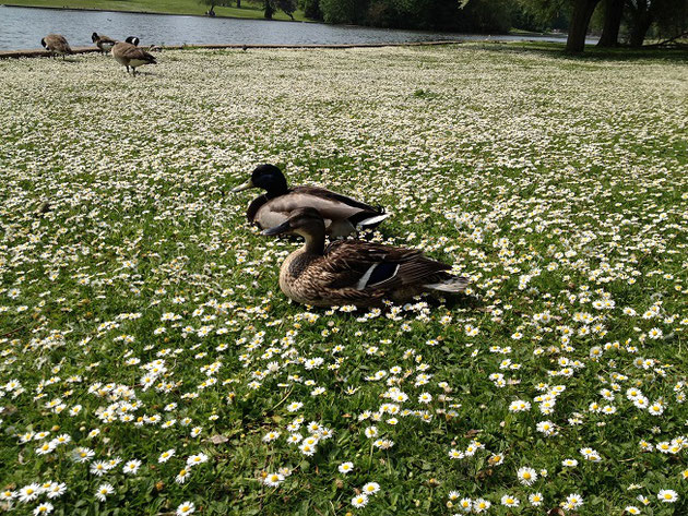 公園の中には鴨がそこら中にいる。