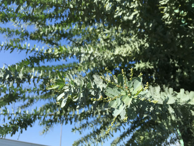 ミモザの花芽が見えております。12月の頭にはもう3月咲くための花芽が出てきているということです。