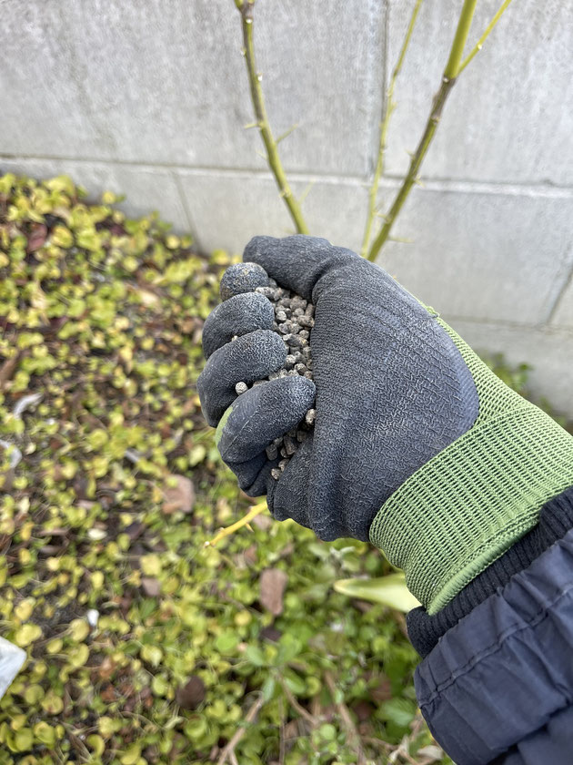 レモンへ寒肥を簡単にあげる方法!