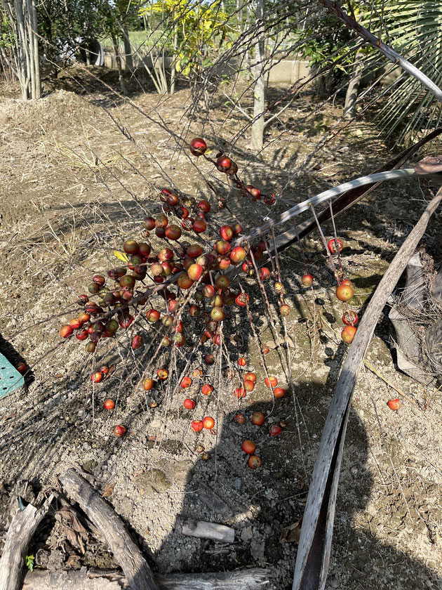 ココスヤシ 4本セット コトちゃん様 ココスヤシならココスガーデン