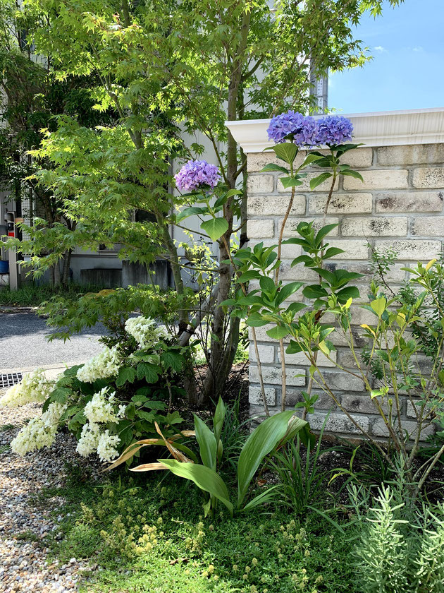 洋風の外構に合うレンガ門塀と植栽。アジサイがかわいい