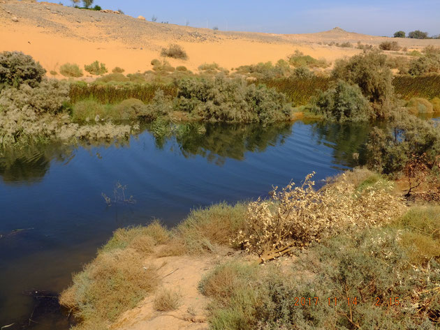 エジプト旅行記 砂漠の中なのに緑溢れる場所 それは ナイル川の恩恵に脱帽 18 2 28 洋風イングリッシュガーデン お庭リフォームは柴垣グリーンテック