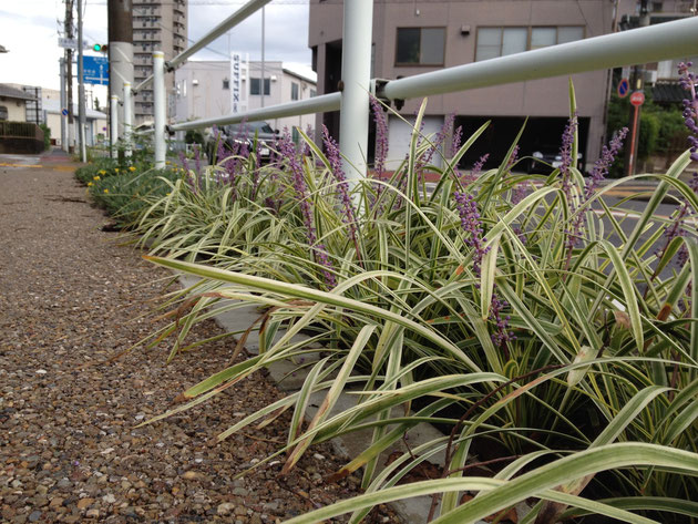 道路と歩道のガードレールの下に植栽されたフイリヤブラン