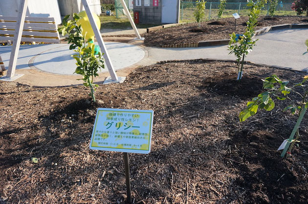 ふるさと名古屋レモン園に植わっているグリシーの苗木