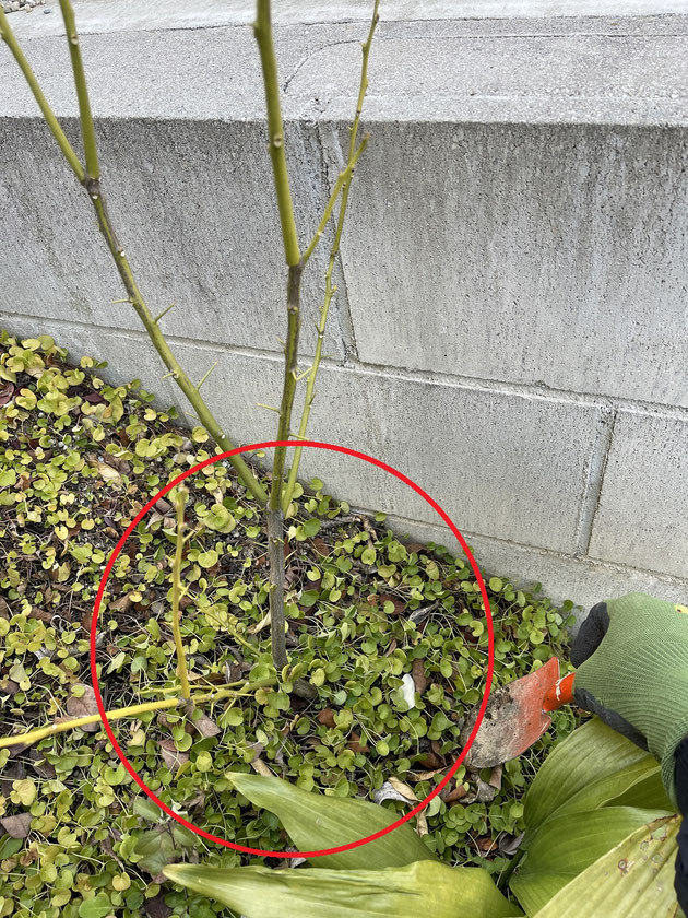 根元から少し離れたところへ穴を3か所ほど開ける。