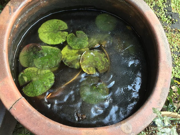 テラコッタの植木鉢】割れた！何もしてないのに！植木鉢が割れた原因は